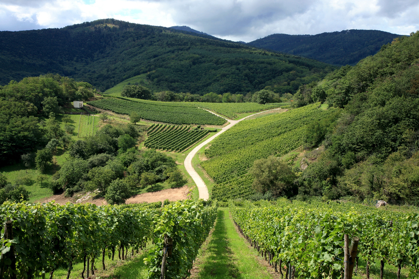 «Discover the wine road» - Two nights package
